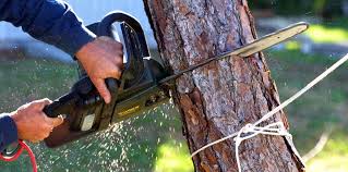 Best Tree Risk Assessment  in Dunnigan, CA