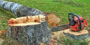 Best Firewood Processing and Delivery  in Dunnigan, CA