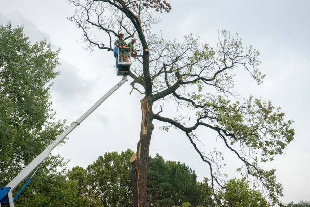 Best Stump Grinding and Removal  in Dunnigan, CA