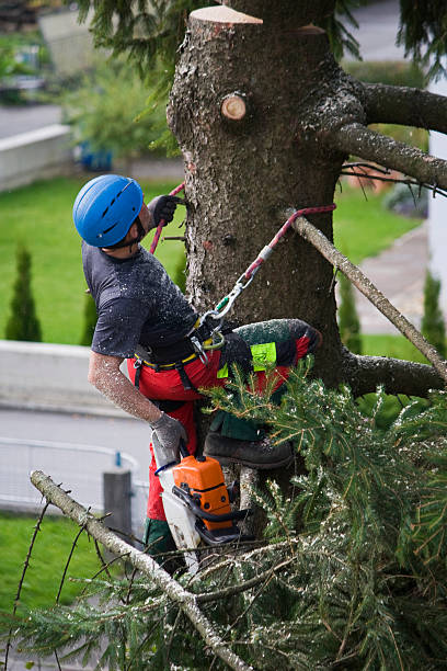 Best Hedge Trimming  in Dunnigan, CA