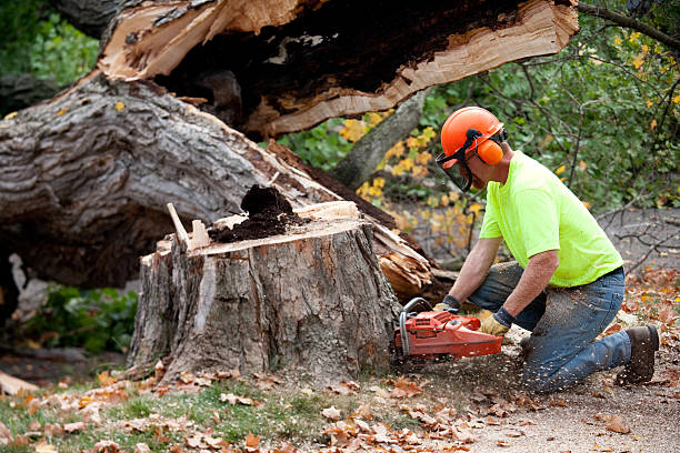 Best Lawn Dethatching  in Dunnigan, CA