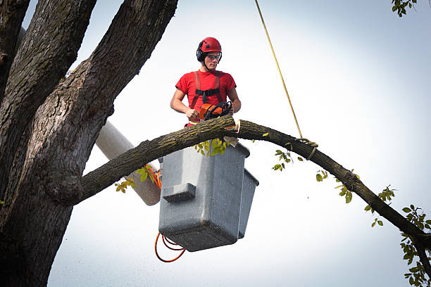 Why Choose Our Tree Removal Services in Dunnigan, CA?