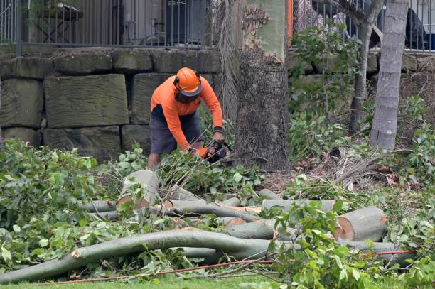 Best Root Management and Removal  in Dunnigan, CA