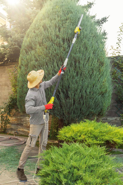 Best Tree Disease Treatment  in Dunnigan, CA